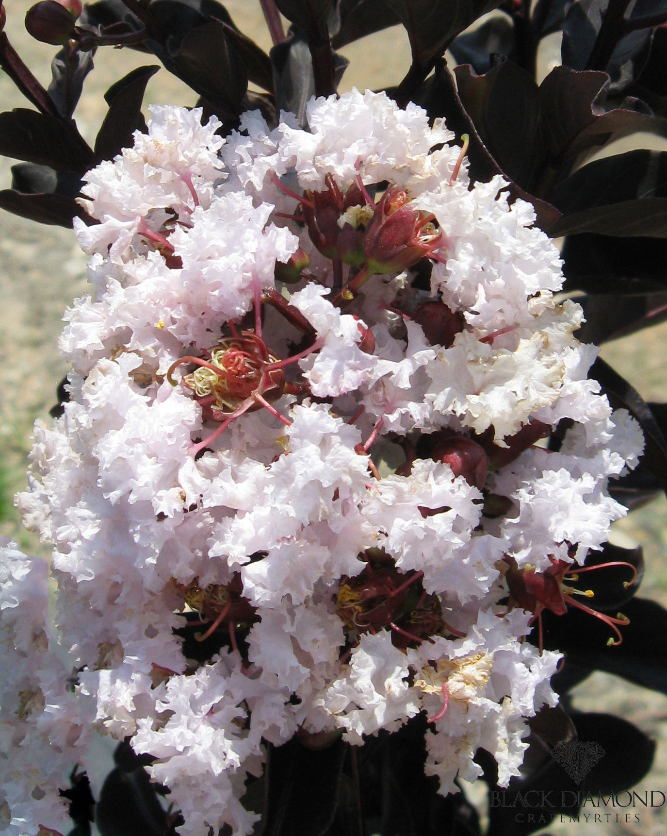 https://www.breederplants.nl/images/thumbs/0002007_Lagerstroemia ( Blush) (1).jpeg